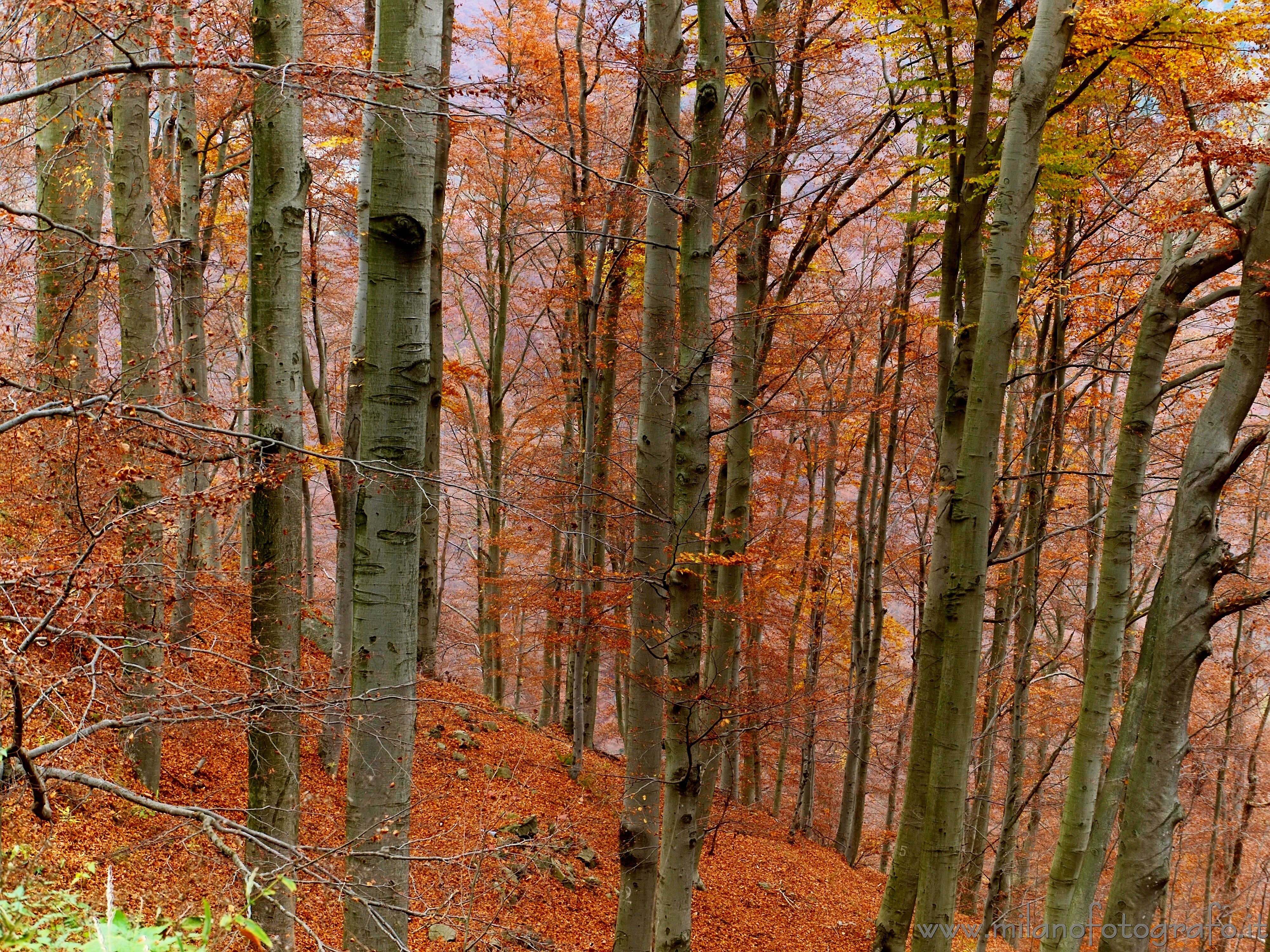 Дубово-буковый лес Великобритания